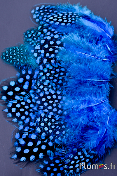 Pintade de Numidie - 3-6 cm - turquoise